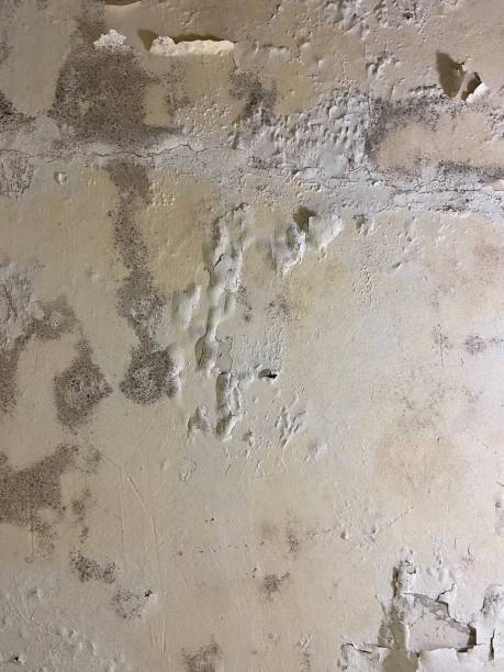 Best Mold Damage Repair  in Idabel, OK