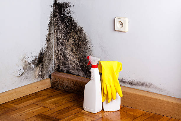 Best Professional Mold Removal  in Idabel, OK