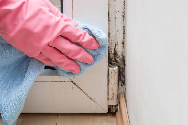 Best Toxic Mold Removal  in Idabel, OK